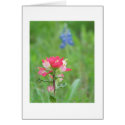 Texas Wildflowers cards