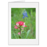 Texas Wildflowers Greeting Cards