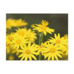 Texas Wildflowers: Golden Ragwort