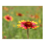 Texas Wildflowers - Indian Blanket Flower - poster posters