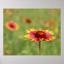 Texas Wildflowers - Indian Blanket Flower - poster