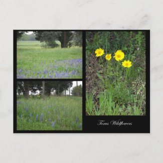 Texas Wildflowers Postcard zazzle_postcard
