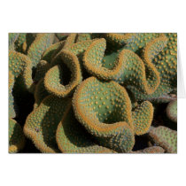 Texture at the Huntington 1 cards