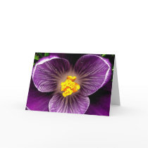 TGK PURPLE CROCUS cards by TGKIMAGES TGK PURPLE CROCUS cards