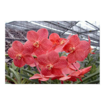 Thai Orchids posters by sweisberg Thai Orchids posters