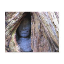Thailand Buddha in the Tree postcards by rainbowdharma Thailand Buddha in the Tree postcards