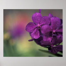 Thailand, Northern Thailand, near Chang Mai, Mae 2 Poster
