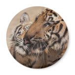 Thailand Tiger Fridge Magnet