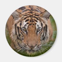 Thailand Tiger Fridge Magnet