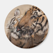 Thailand Tiger Fridge Magnet
