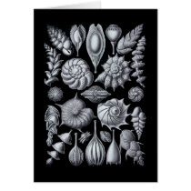 Thalamophora Cards