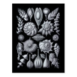 Thalamophora Post Cards