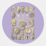 Thalamophora Round Stickers