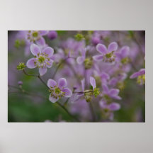 Thalictrum Posters