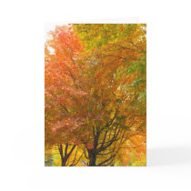 Thank a Veteran, DSCF8707 cards