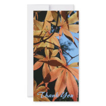 Thank You (3) - Japanese maple (2) - photo cards by PBsecretgarden Thank You (3) - Japanese maple (2) - photo cards