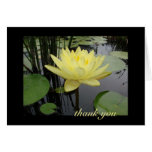 Thank You - Beautiful Water Lily Cards