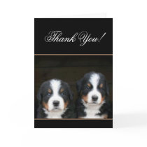 Thank You Bernese mountain dog pups card