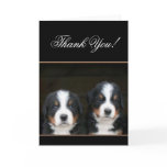 Thank You Bernese mountain dog pups card