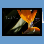 THANK YOU Bird-of-Paradise Card cards