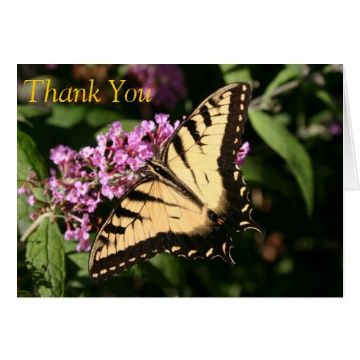 Thank You Butterfly Card | Zazzle