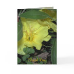 Thank You Cards