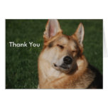 Thank You Card cards