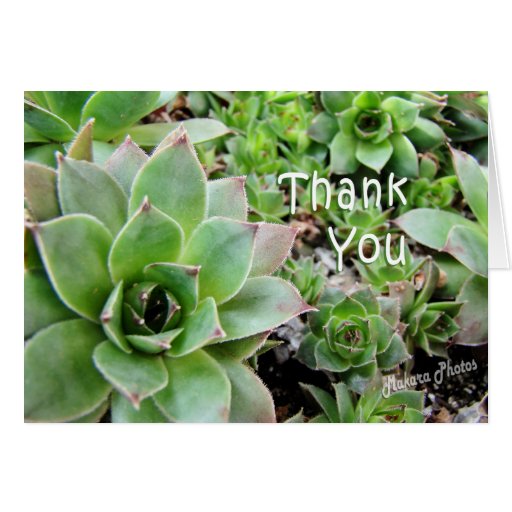 Thank You card for "plant people" Zazzle