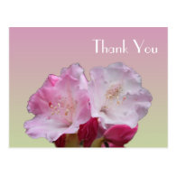 Thank you card, pink rhododendron flowers postcards