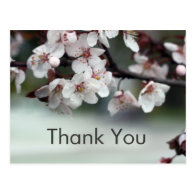 thank you card plum flowers post card