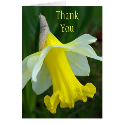 Thank You Card - Yellow Daffodil