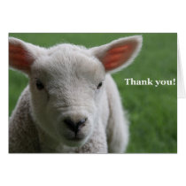 Thank you! cards
