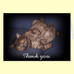 Thank you Cat Greeting Card