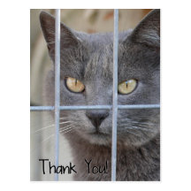 Thank You! Cat Postcards