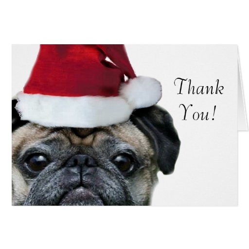 Thank You Christmas Pug Greeting Card Zazzle thank-you-christmas-pug-greeting-card-zazzle