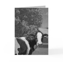 Thank You - Dairy Much Greeting Card