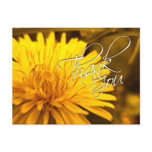 Thank You Dandelion Yellow Flower Postcard postcard