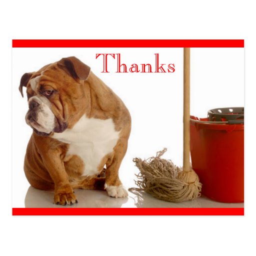 Thank You English Bulldog Pup Greeting Postcard Zazzle