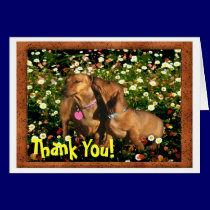 Thank You! From one Dachshund to another.......... cards
