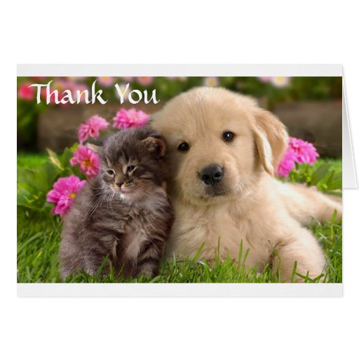Thank You Golden Retriever Puppy & Kitten Card Zazzle