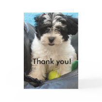 Thank you! Havanese Puppy Greeting Cards
