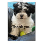 Thank you! Havanese Puppy Greeting Cards