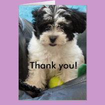 Thank you! Havanese Puppy cards