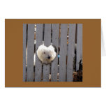 Thank You -  Havanese Puppy Greeting Cards