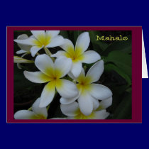 Thank you (Mahalo) card - white plumeria cascade cards