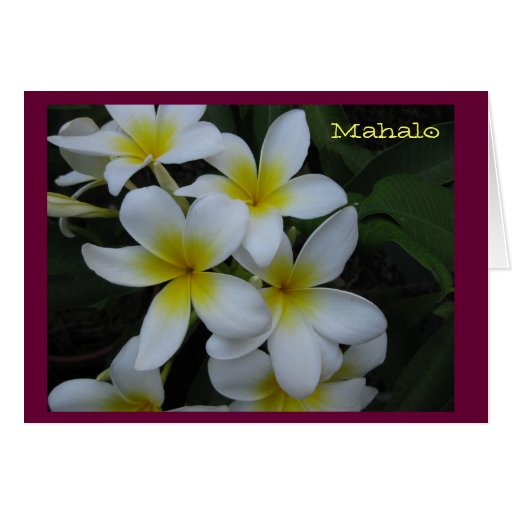 Thank you (Mahalo) card - white plumeria cascade
