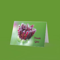 Thank you - Mum with dew drops cards