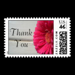 Thank You Pink Daisy Postage