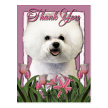 Thank You - Pink Tulips - Bichon Frise Post Card