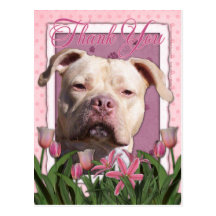 Thank You - Pink Tulips - Pitbull - Jersey Girl Post Card